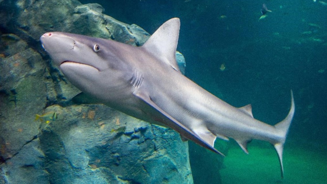 Shark Week: St. Louis Aquarium debuts new attraction | 0