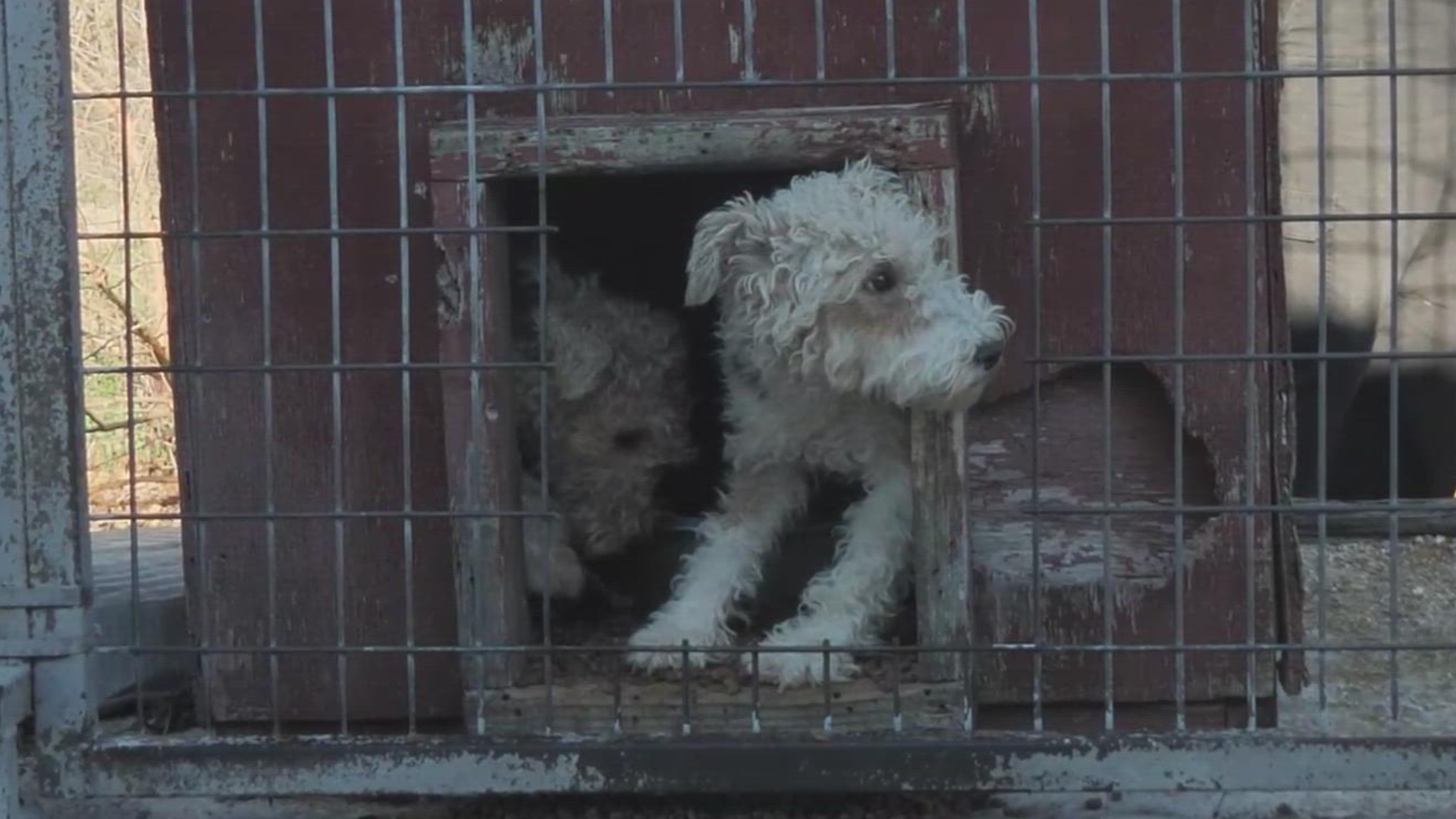 In a press release, the Humane Society said 42 dogs and puppies were rescued from Cedarcrest Kennel in Douglas County, Missouri. Video credit: Humane Society