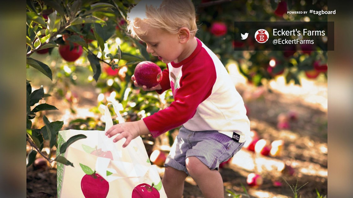 Eckert’s pickyourown apple season