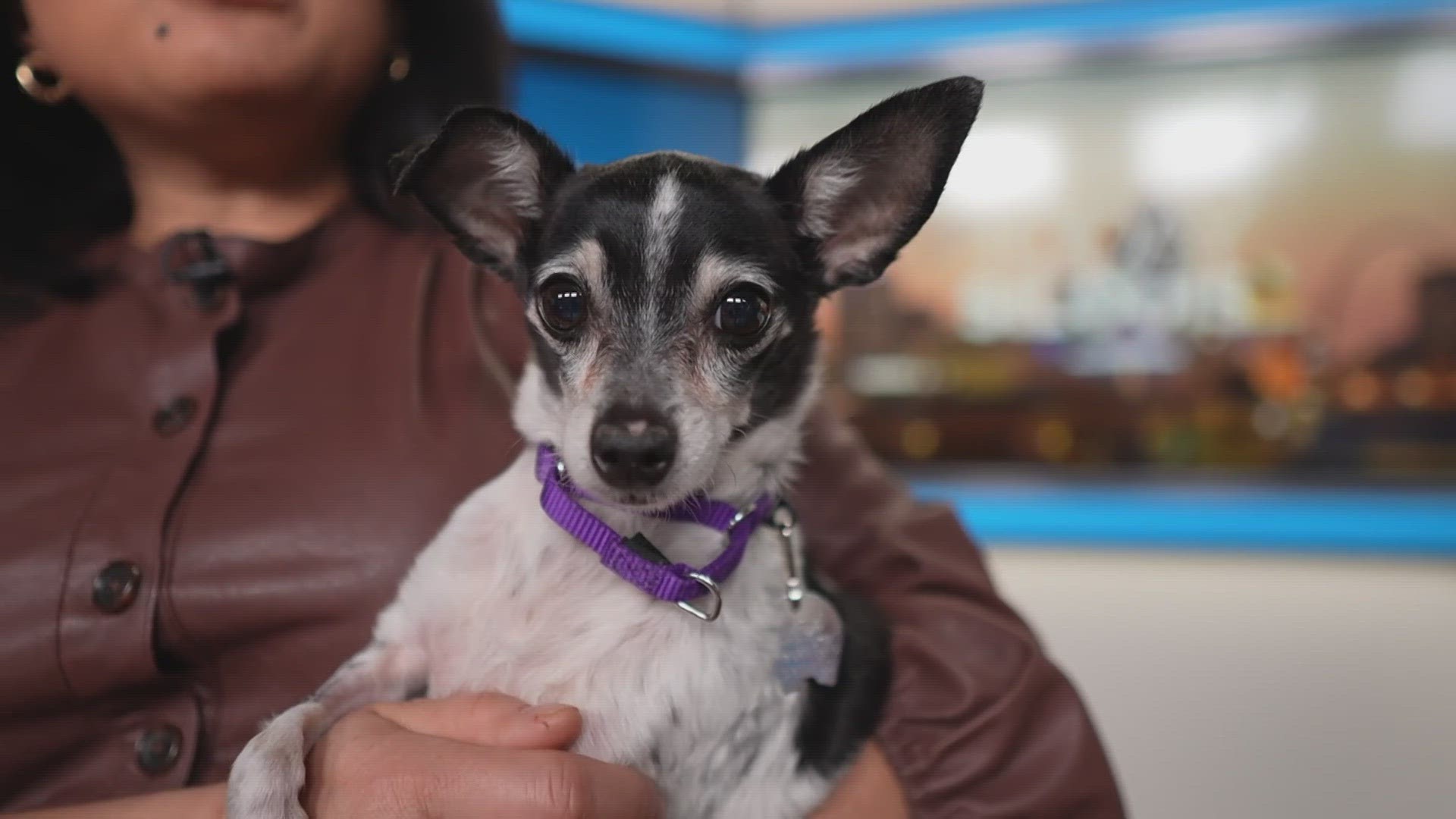 Sammy's Stars: March 6, 2024 | ksdk.com