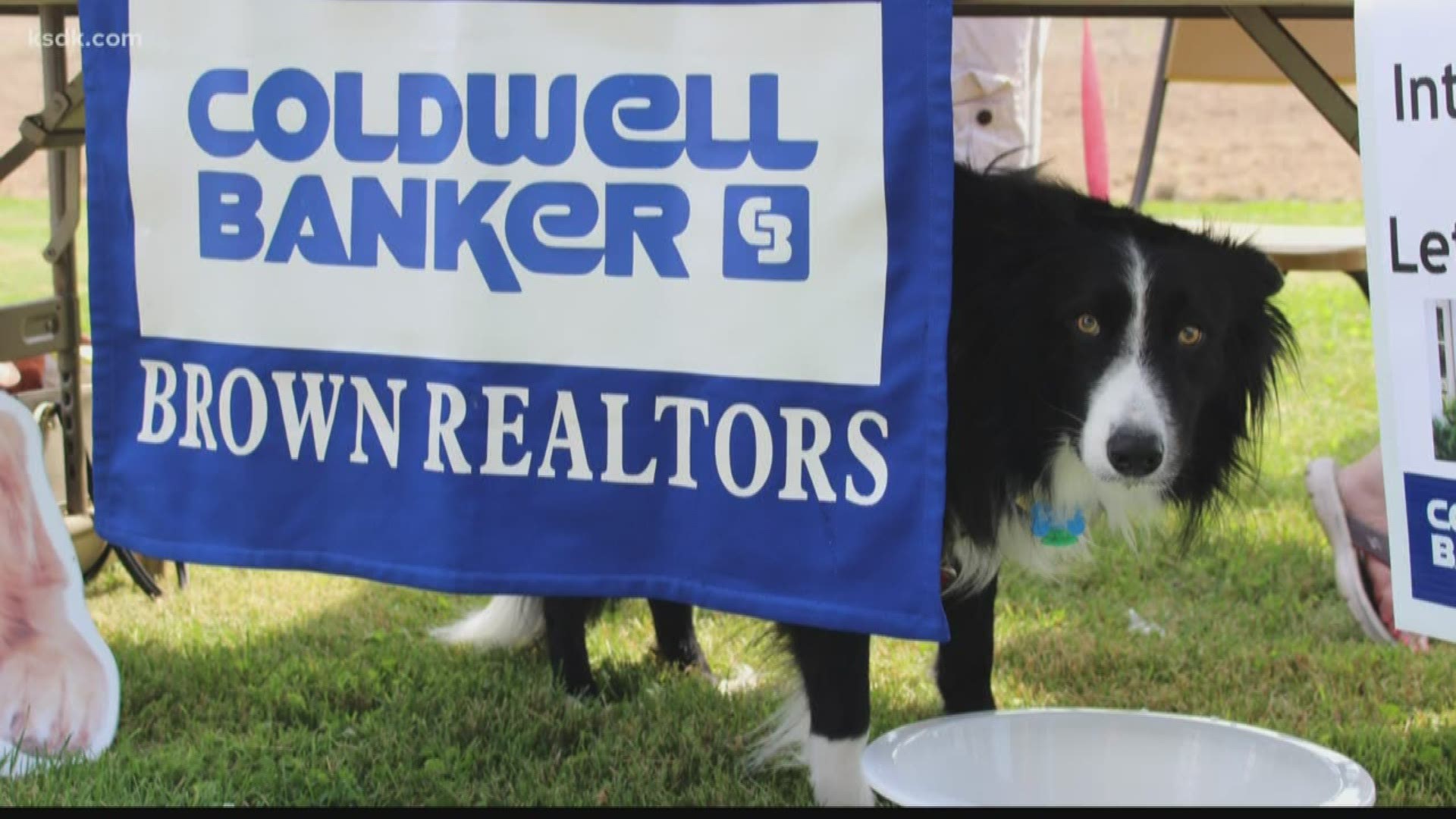 Coldwell Banker is teaming up with Partners 4 Pets for a pet adoption event.