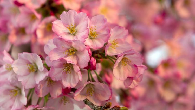 When to see cherry blossoms at Missouri Botanical Garden