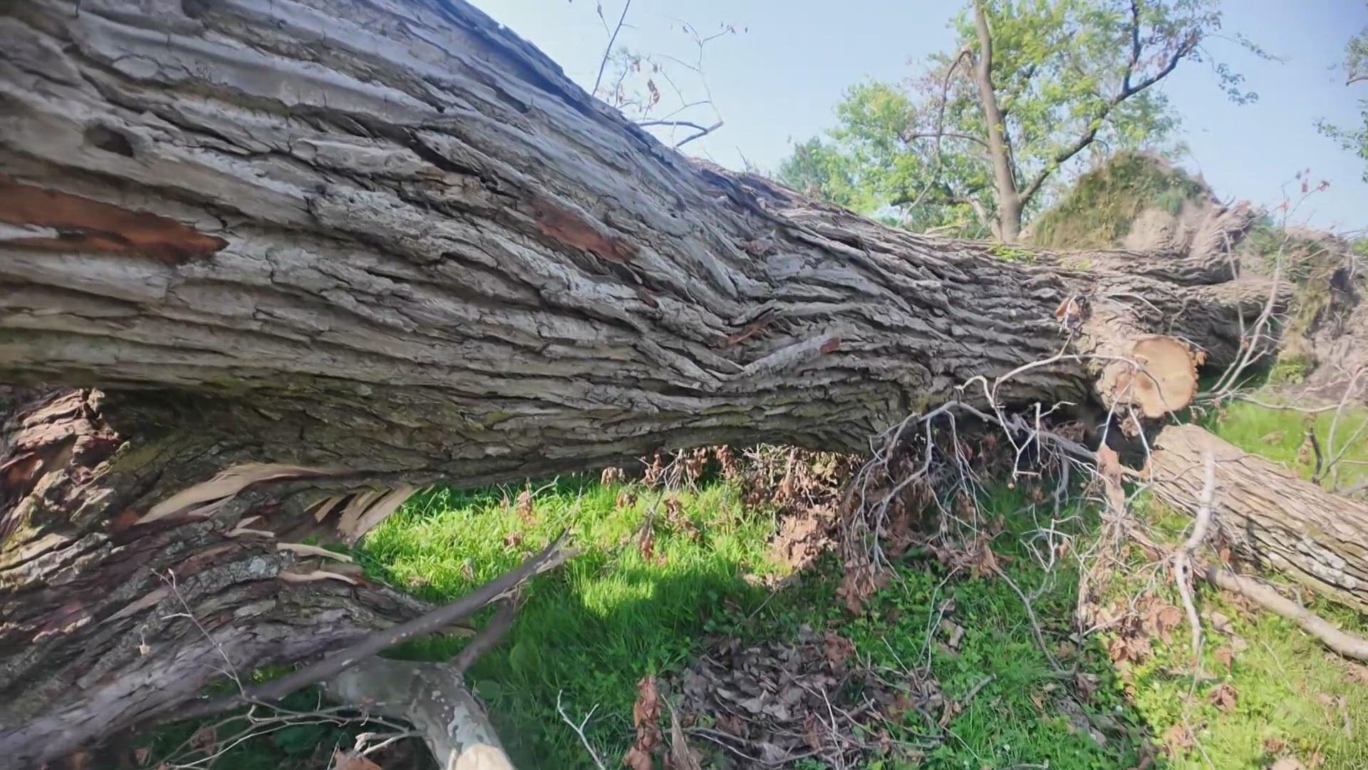 After a tornado stripped Forest Park of its trees, Leslie Gill is leading a movement to restore it. Her mission: reforest the park for future generations.