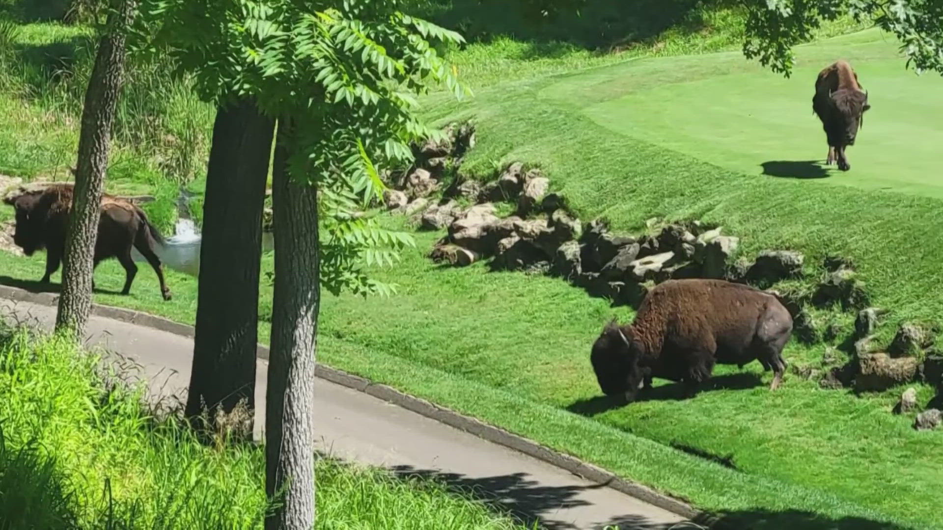 Maureen Stettes mourns her three bison, Noah, Eleanor and Billy, who were shot after escaping to St. Albans Country Club. She seeks their remains for a memorial. 