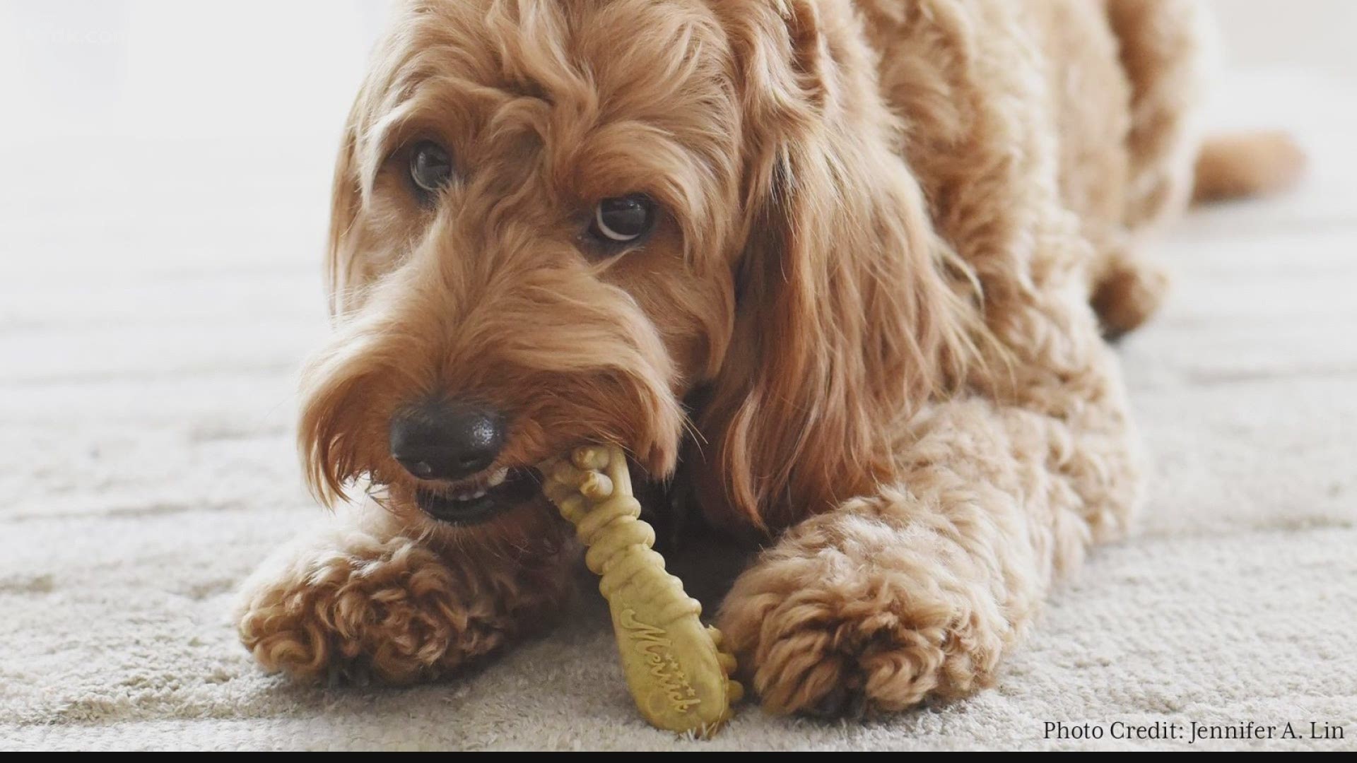 Treats Unleashed can help to keep your pet’s teeth healthy and reduce buildup from treats.