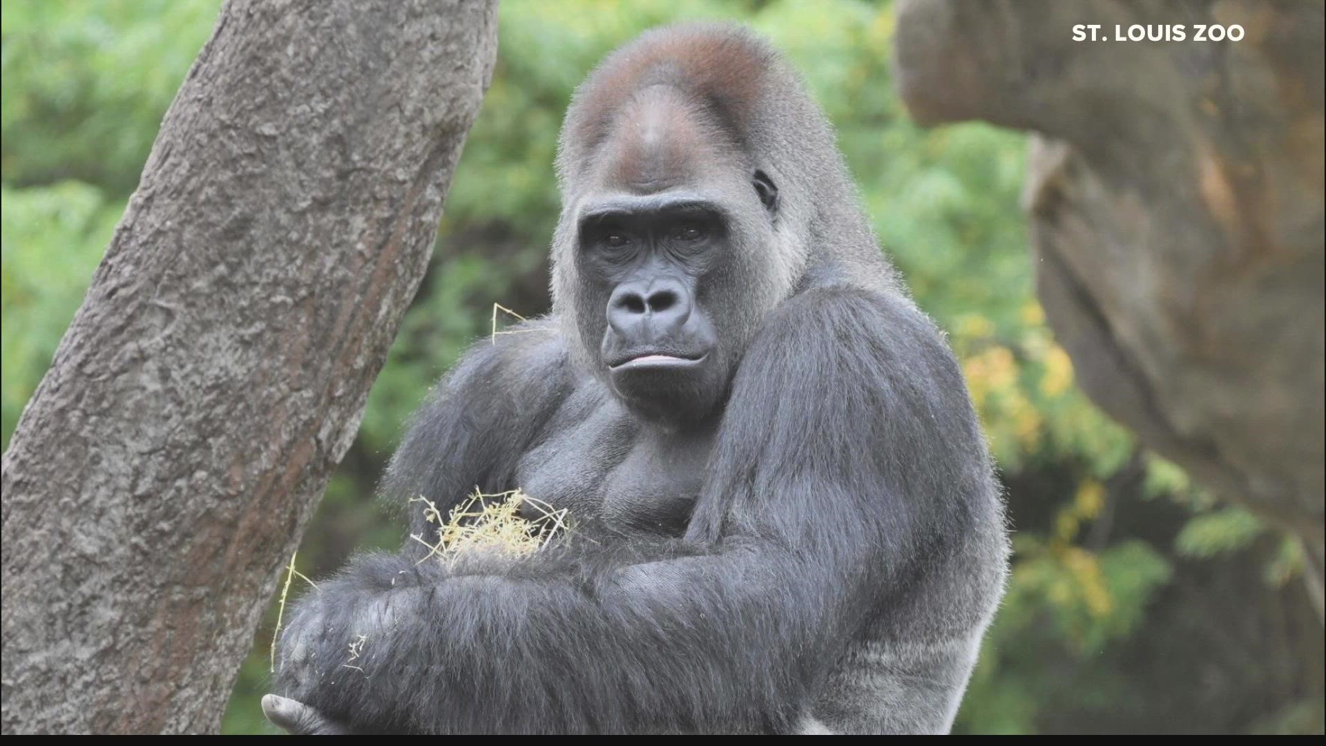 The Saint Louis Zoo is saying goodbye to a gorilla named Nadaya. The 22-year-old silverback was just moved to the Woodland Park Zoo in Seattle.