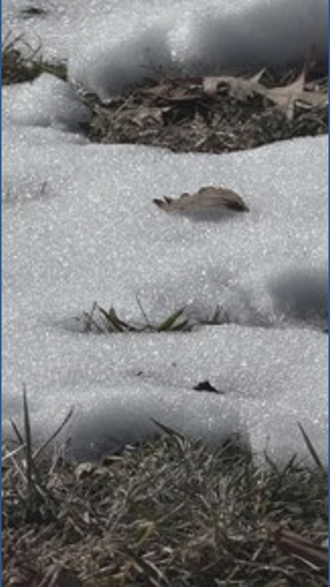 As snow melts, mold makes a comeback across St. Louis