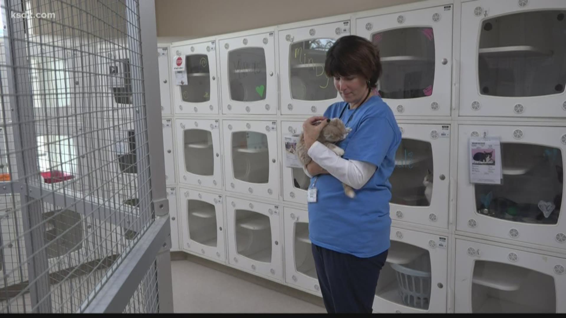 It's business as usual at the St. Louis County Pet Adoption Center, even as the shelter is revamping its volunteer program.