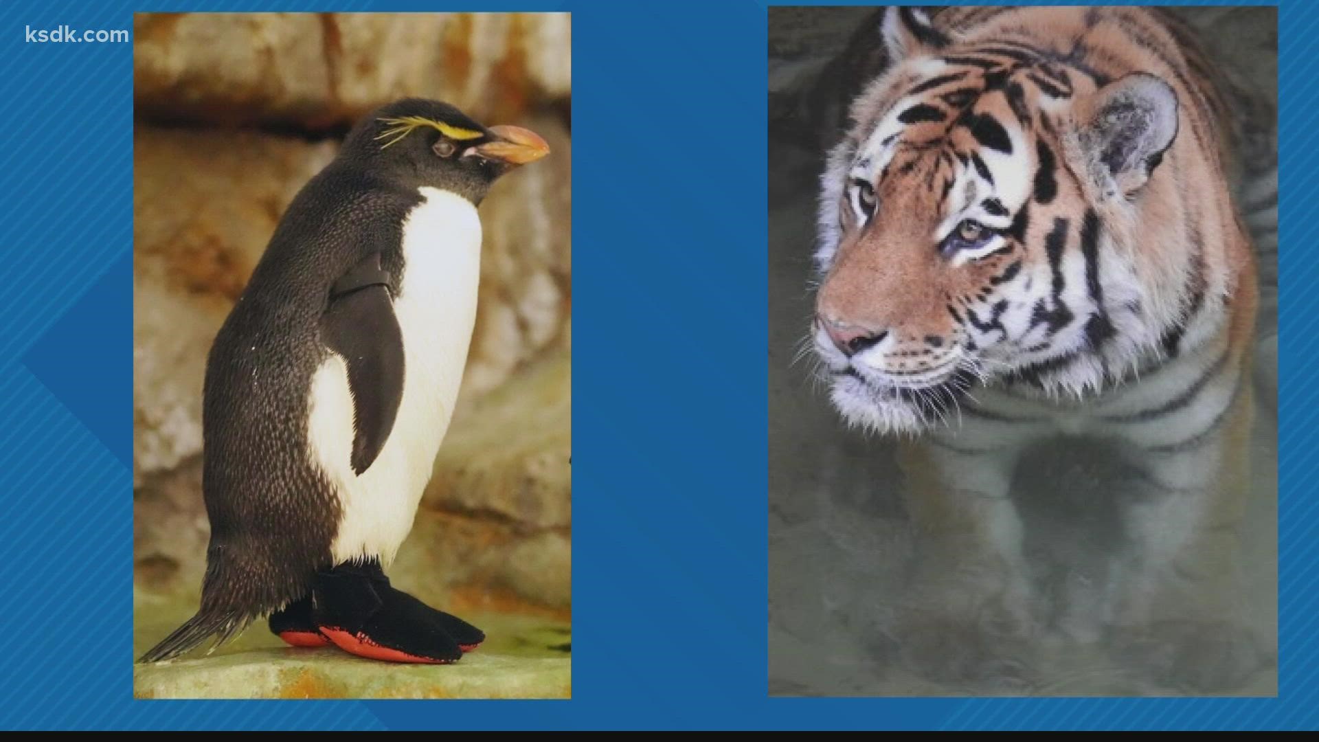 Amur tiger Waldemere and southern rockhopper penguin Enrique were both in their golden years, the zoo said, and were loved by keepers and visitors.