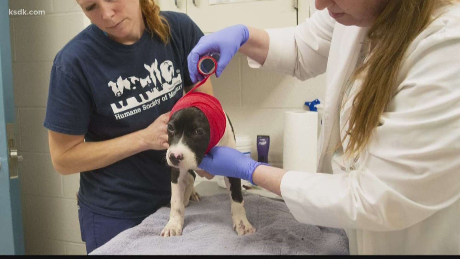 The Missouri Humane Society said someone chopped off her ear flaps and threw her from a car window Monday.