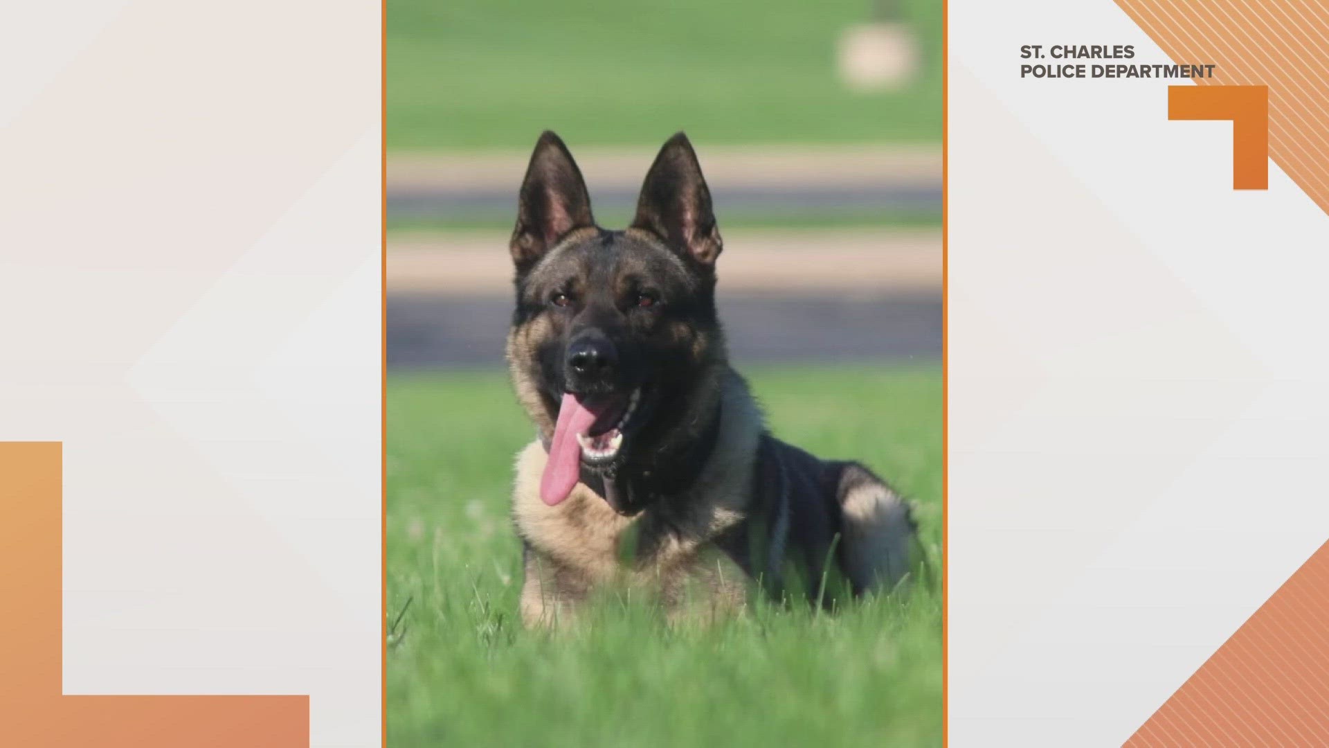 Nitro, a former police K-9 who retired in 2021, died recently after a two-year battle with a terminal illness, police said. Nitro served from 2014 to 2021.