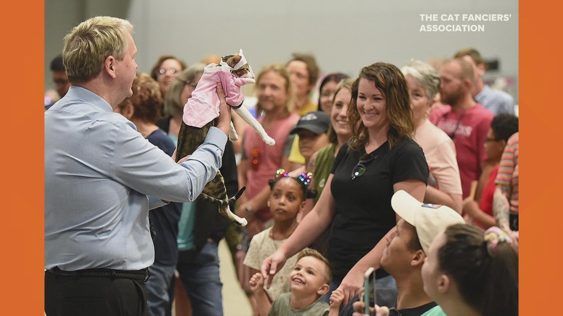 On Sunday from 9 a.m.-4 p.m. at the Purina Farms event center in Gray Summit, you can see the fanciest cats in the land at the "Meet Me-Ow in St. Louis" cat show.