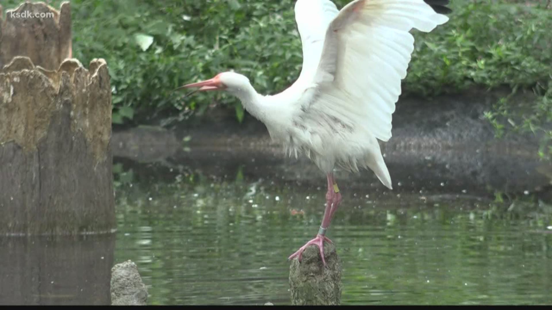 A zookeeper for the St. Louis zoo said, "Overall, across all the different bird species, there's been decline of about 30%."