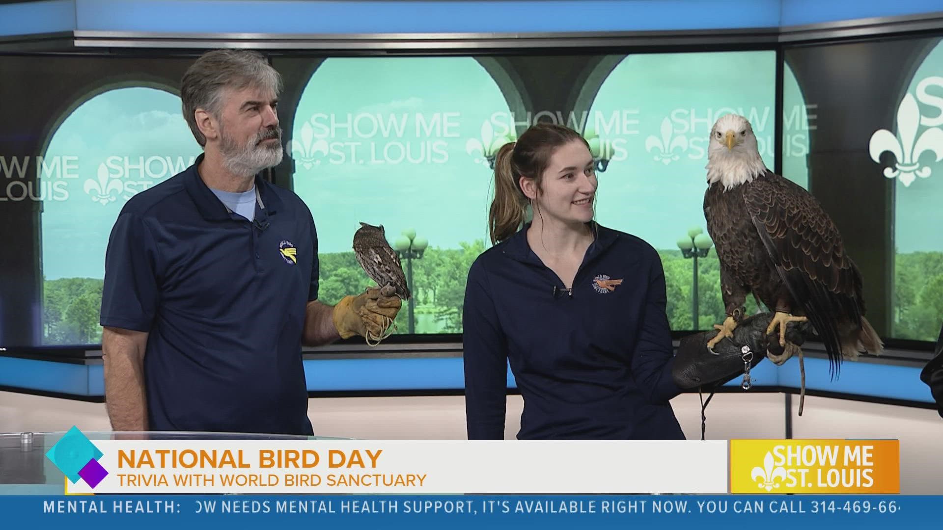 The World Bird Sanctuary introduced Mary alongside 93.7 the Bull’s, Dusty, to Liberty the Eagle and Olive the Eastern screech owl.