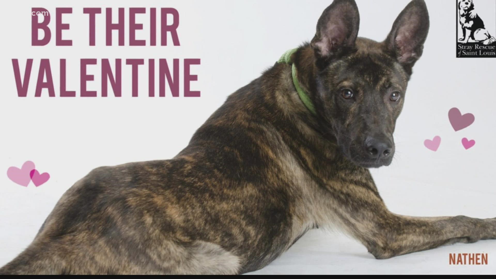 Nobody should spend Valentine's Day alone. That's why Stray Rescue of St. Louis is letting you take a rescue dog home for the weekend.