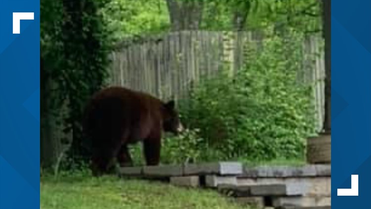 Bear sightings in St. Louis area