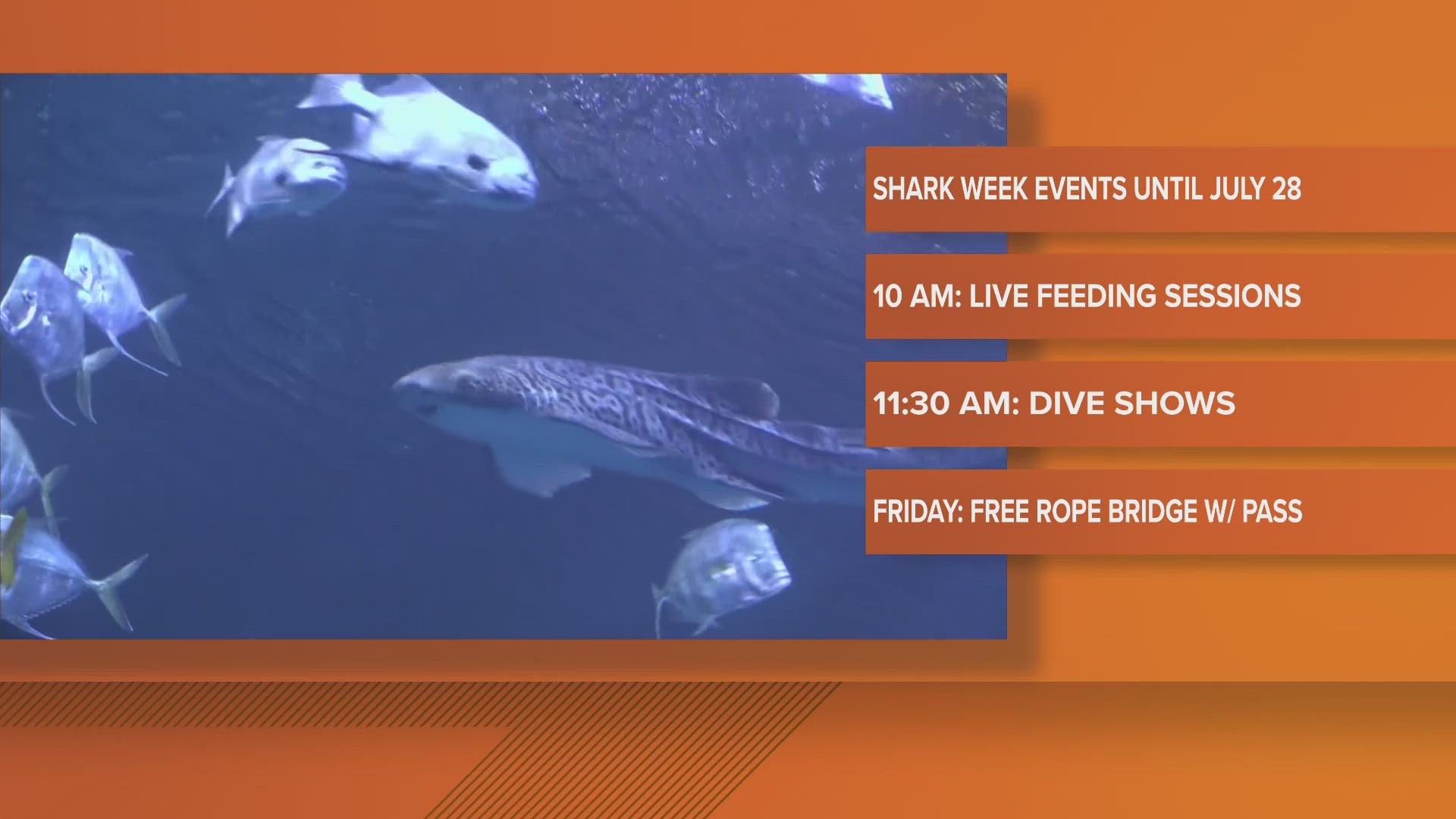 The Saint Louis Aquarium is taking a bit out of Shark Week with tons of shark-themed activities to help guests learn more about the ocean's most popular predators.