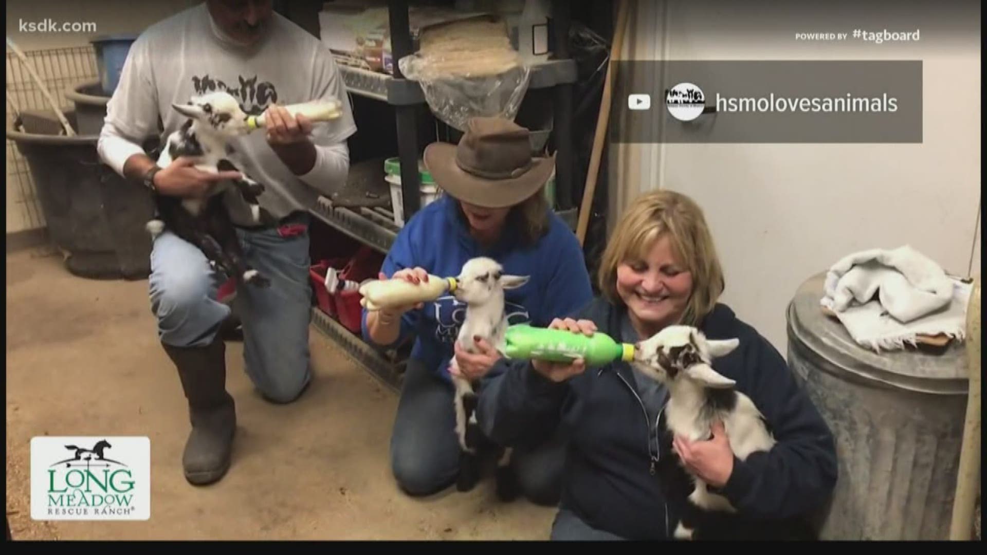 There are 12 baby goats that still need forever homes