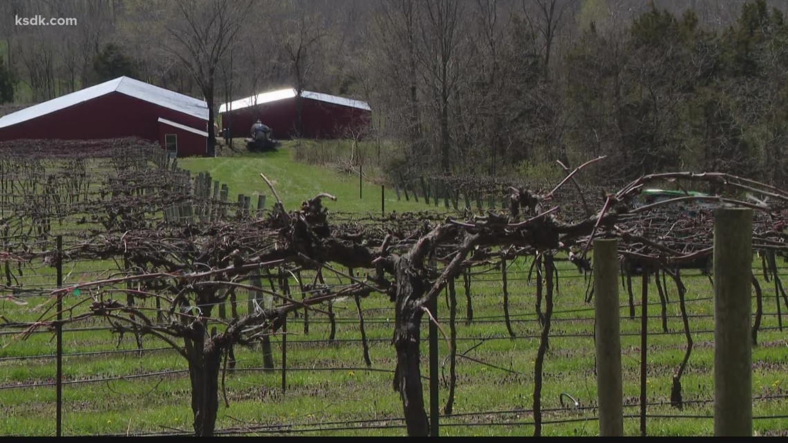 Gator wine vineyard tours underway in Augusta, Missouri - Vimarsana News