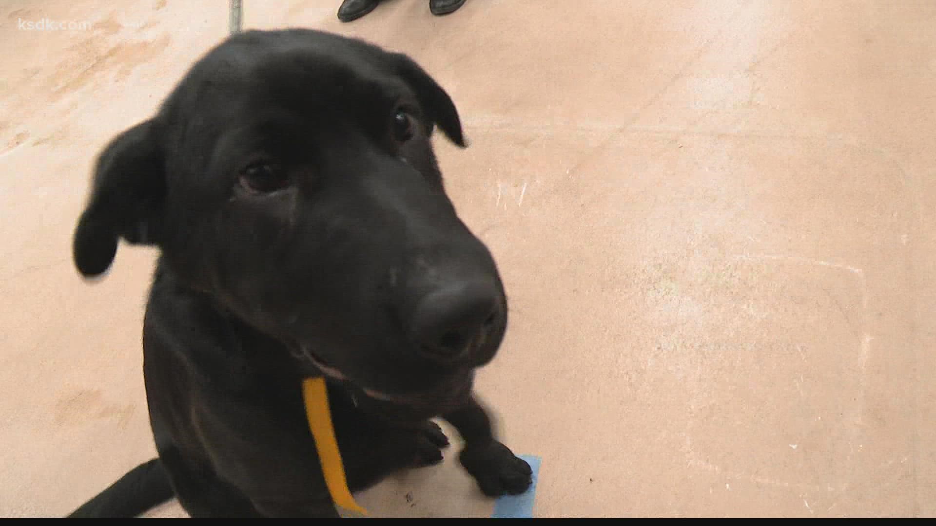 Humane Society of Missouri's rescue team is expected to bring 16 dogs, who will be up for adoption in the coming days