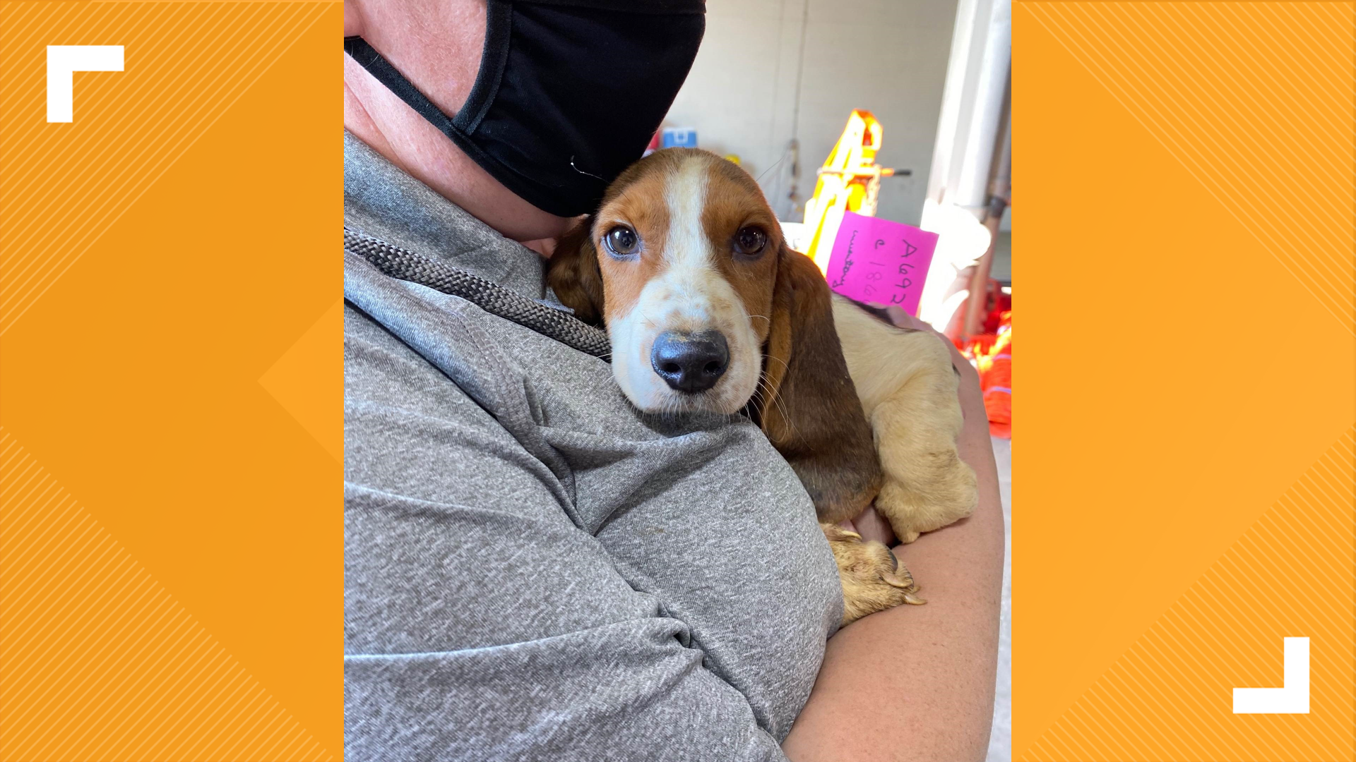 Dogs rescued from home in Franklin County by Humane Society | ksdk.com