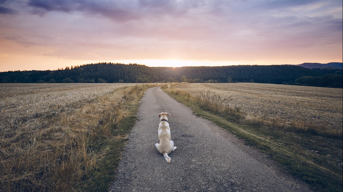 Kansas dog makes 50mile trek to old Missouri home(02)
