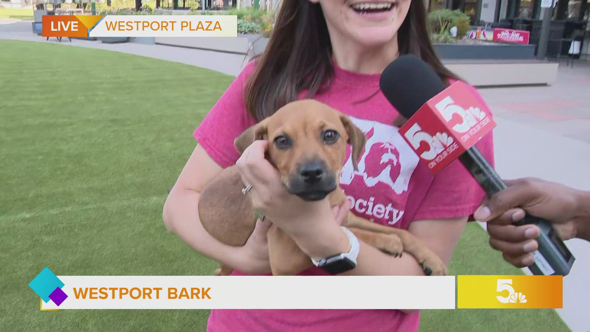 You can adopt an amazing pet this weekend at Westport Bark