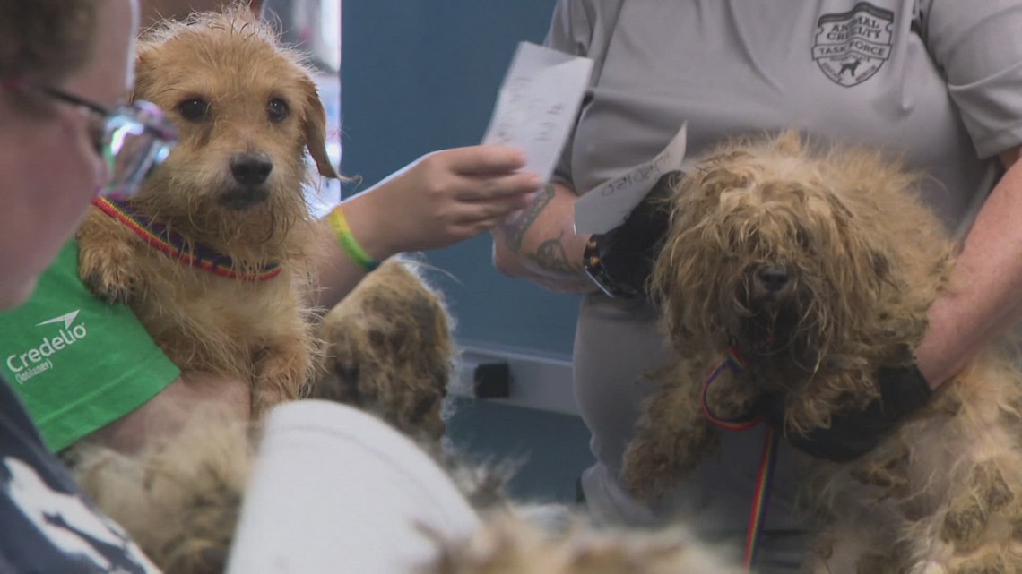 Humane Society of Missouri rescues more than 150 dogs from Christian ...