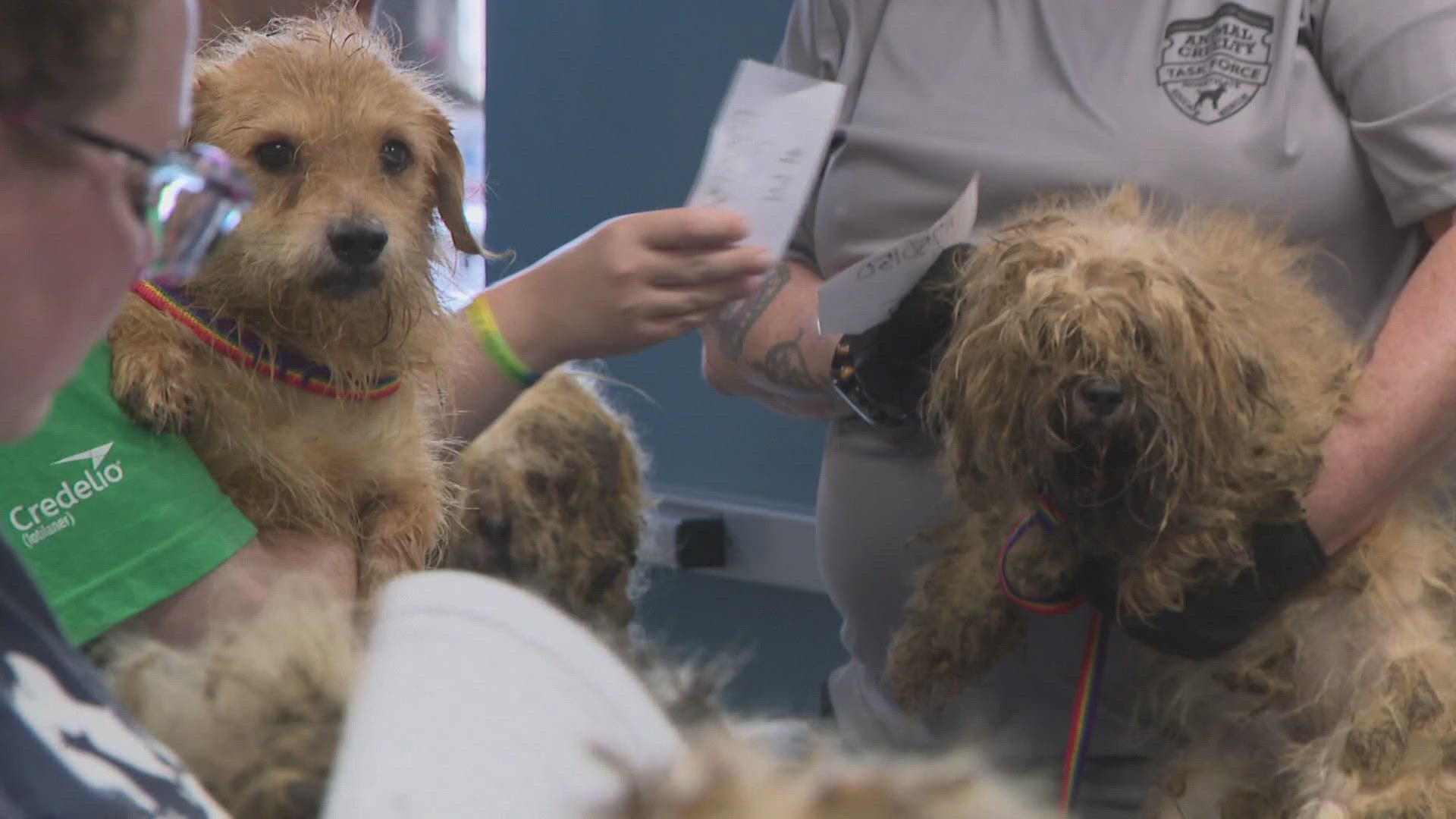 Missouri Rescue Humane Society of Missouri rescues over 150 neglected dogs | ksdk.com