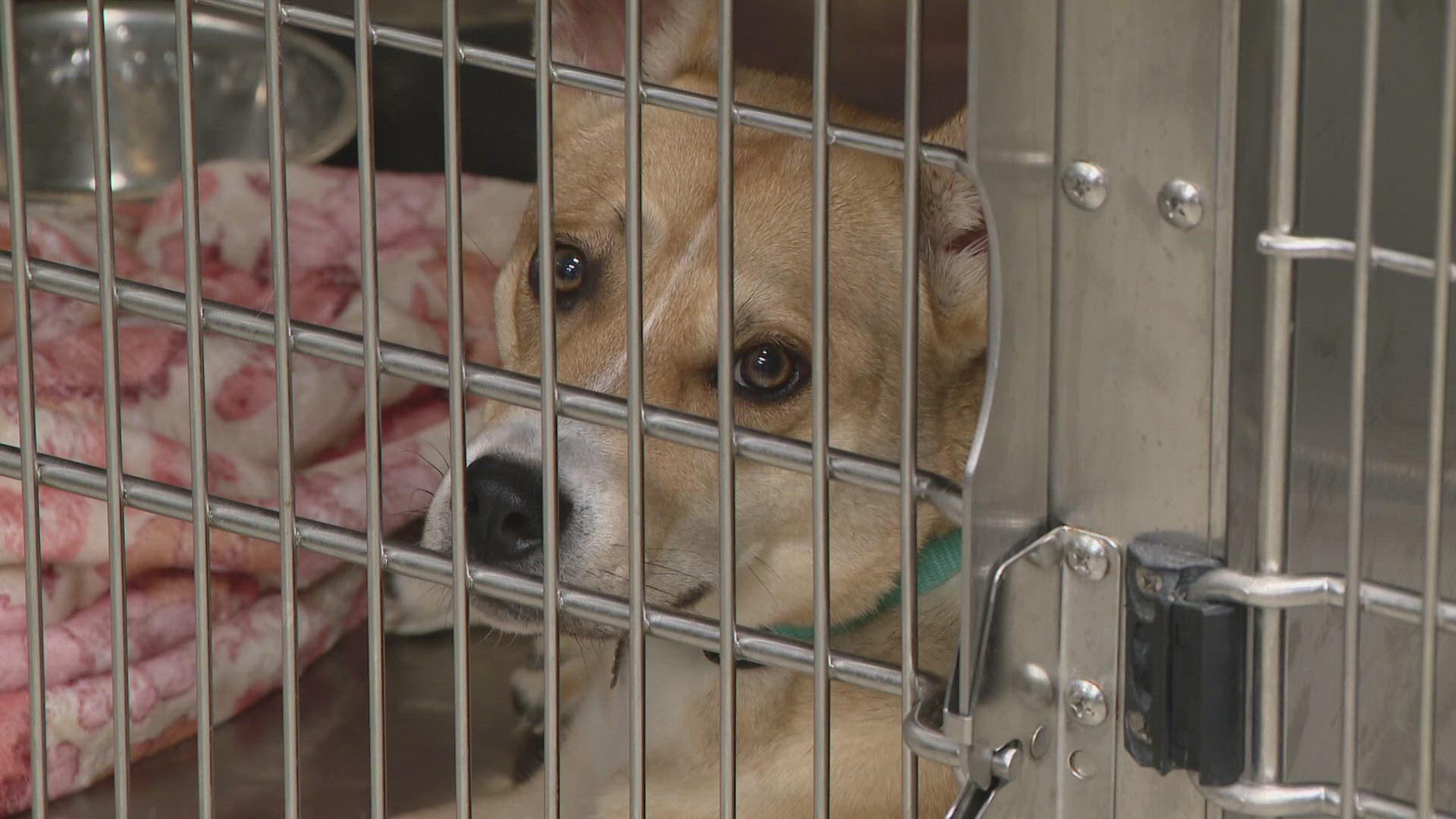 A former animal control officer at St. Louis County Animal Care and Control offers an inside look at what might have helped prevent a parvovirus outbreak.