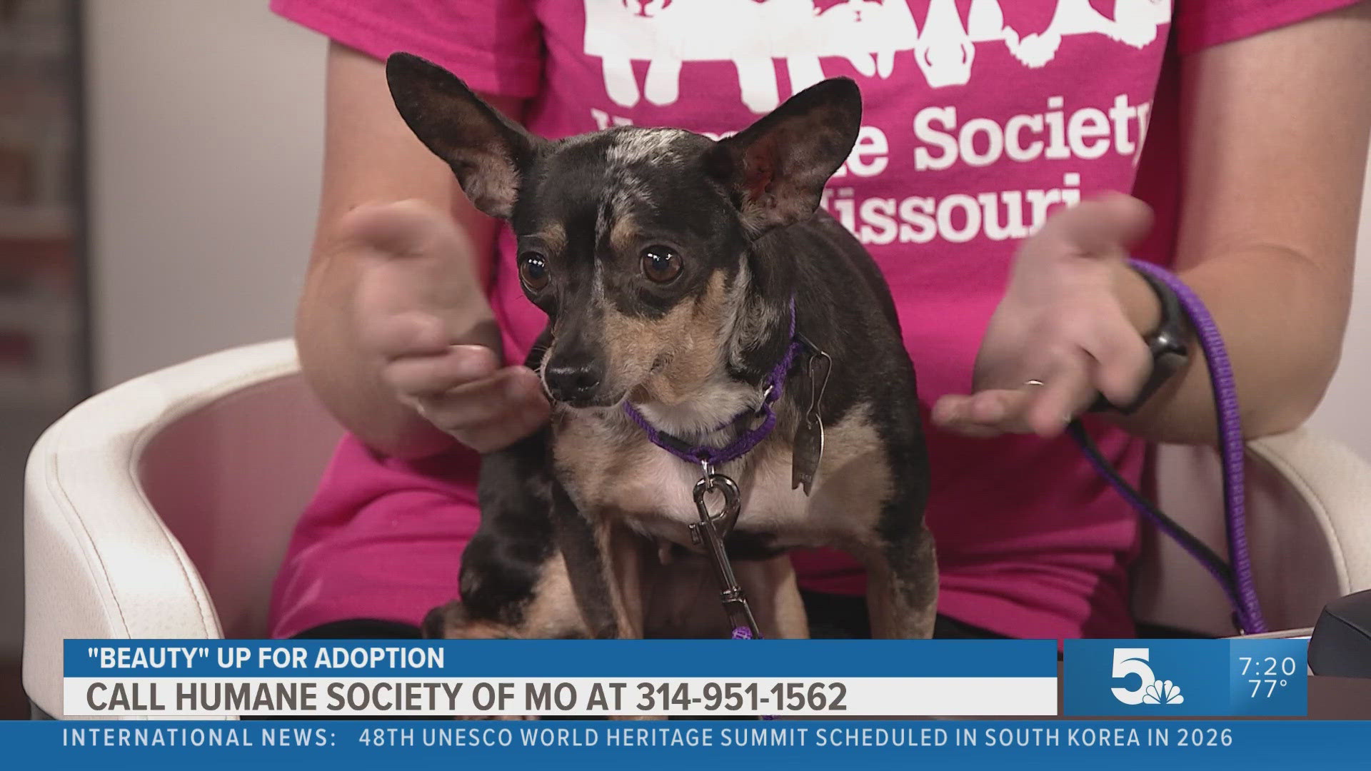 We hear about water Safety for people, but not always for our pets. Here is some advice to keep your pet safe!