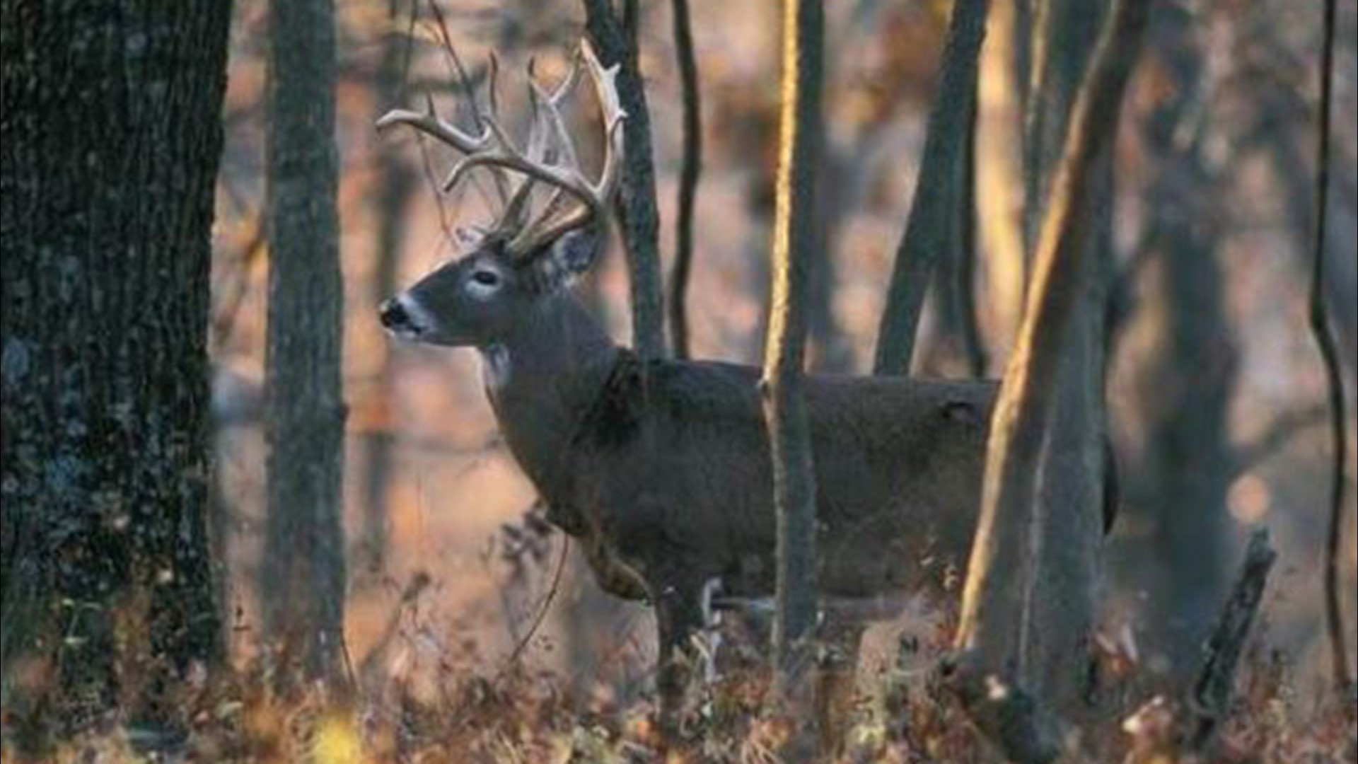 Missouri hunting Managed deer hunts, parks temporarily closings