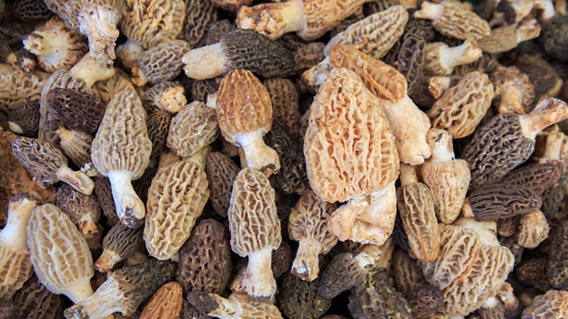 Morel mushroom hunting season starts soon