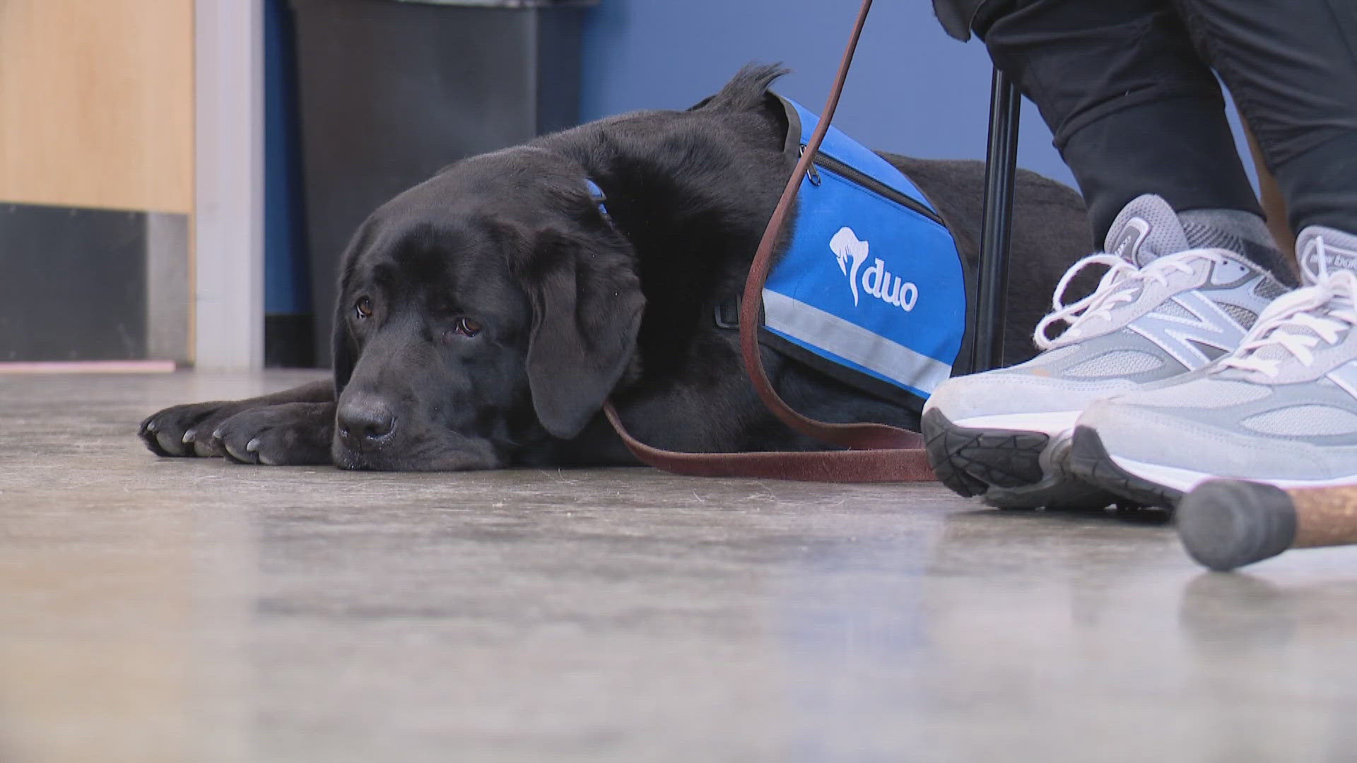 For decades, Duo Dogs has been training and matching service dogs with deserving owners.