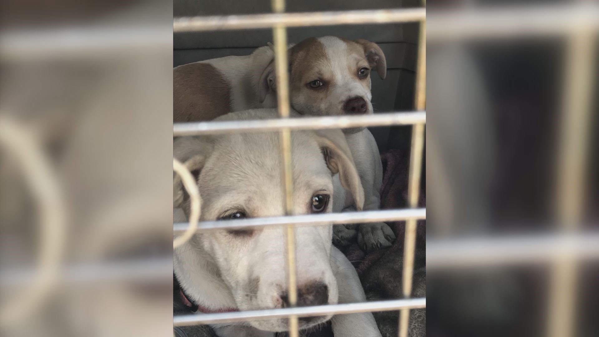 Firefighters rescue 2 puppies from burned apartment unit | ksdk.com
