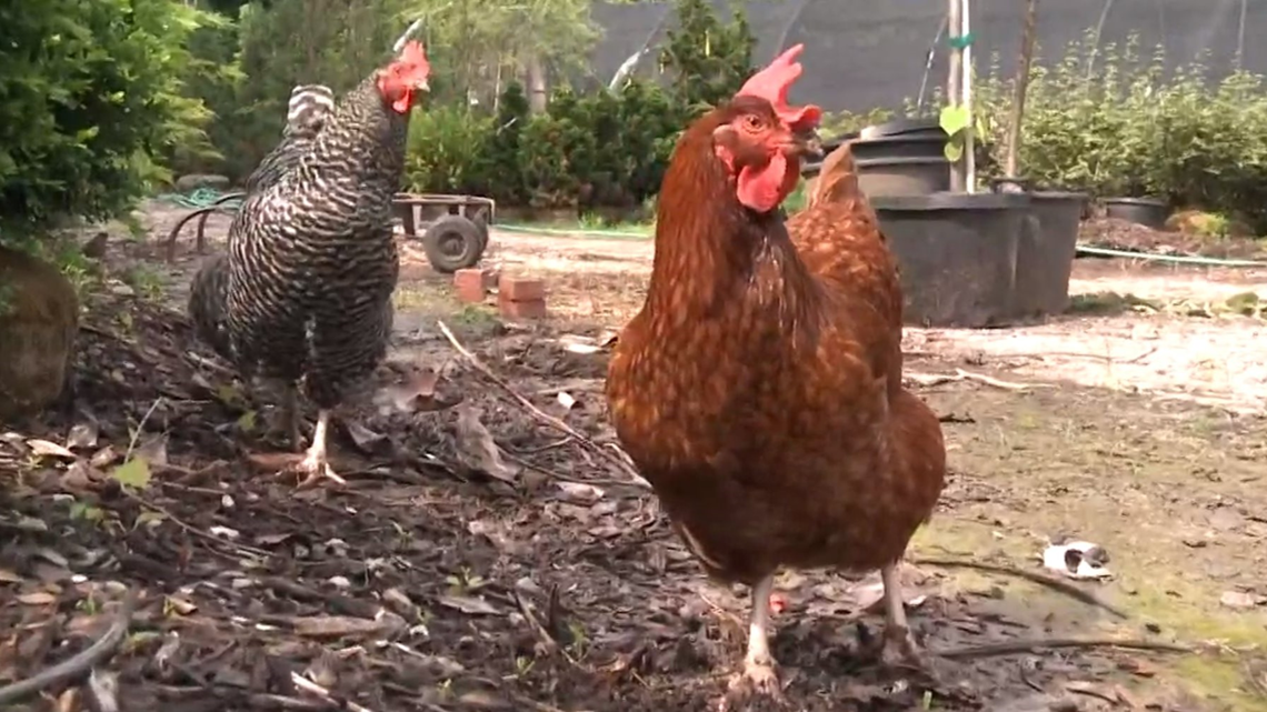 Chickens found beaten to death inside ster Groves nursery