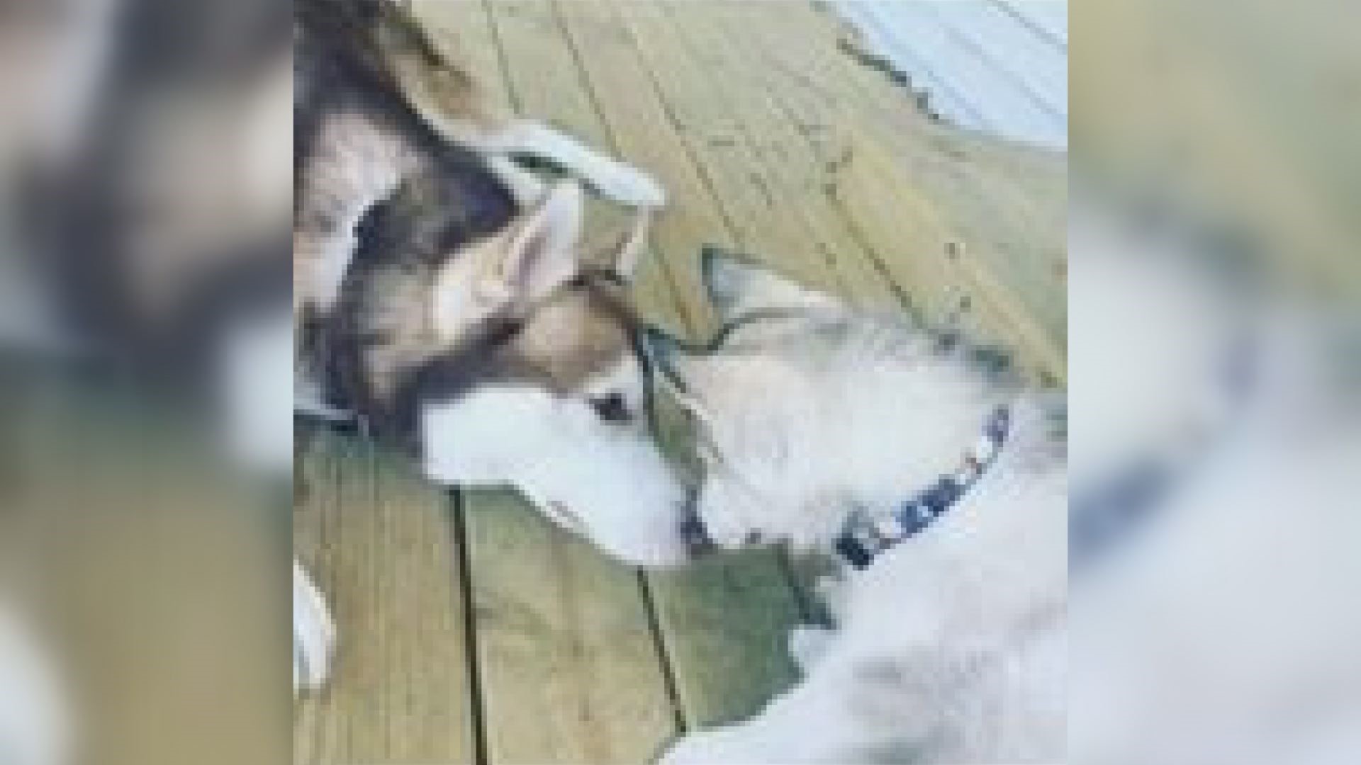 2 dogs found dead in trash bags in Jefferson County | ksdk.com