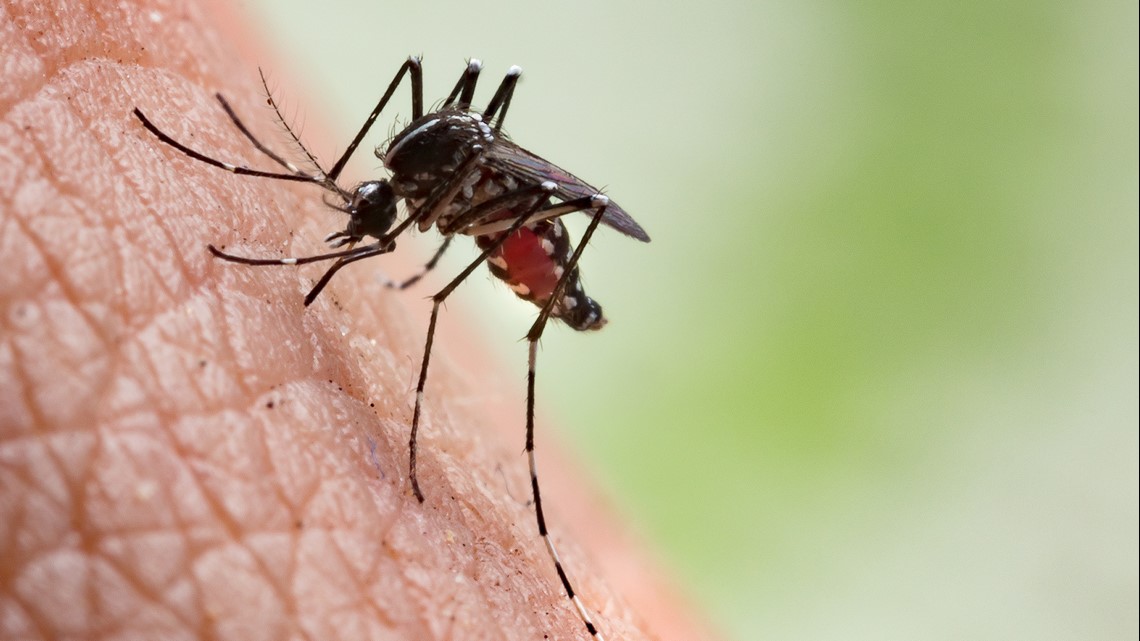 Flooding in St. Louis area leads to mosquito increase - Vimarsana News