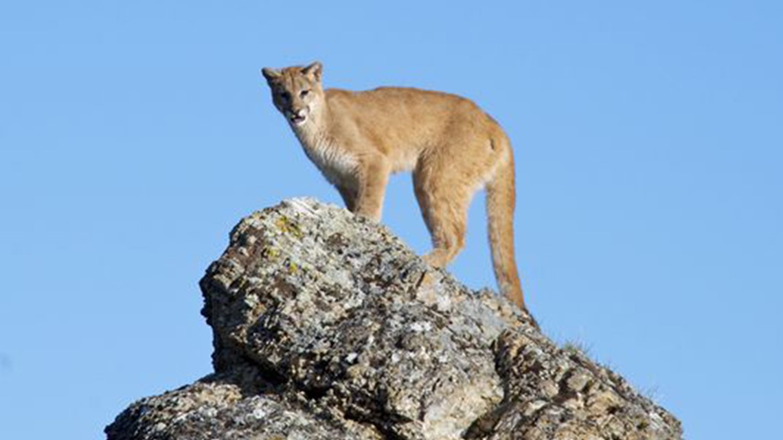 Mountain lions may reappear in Missouri
