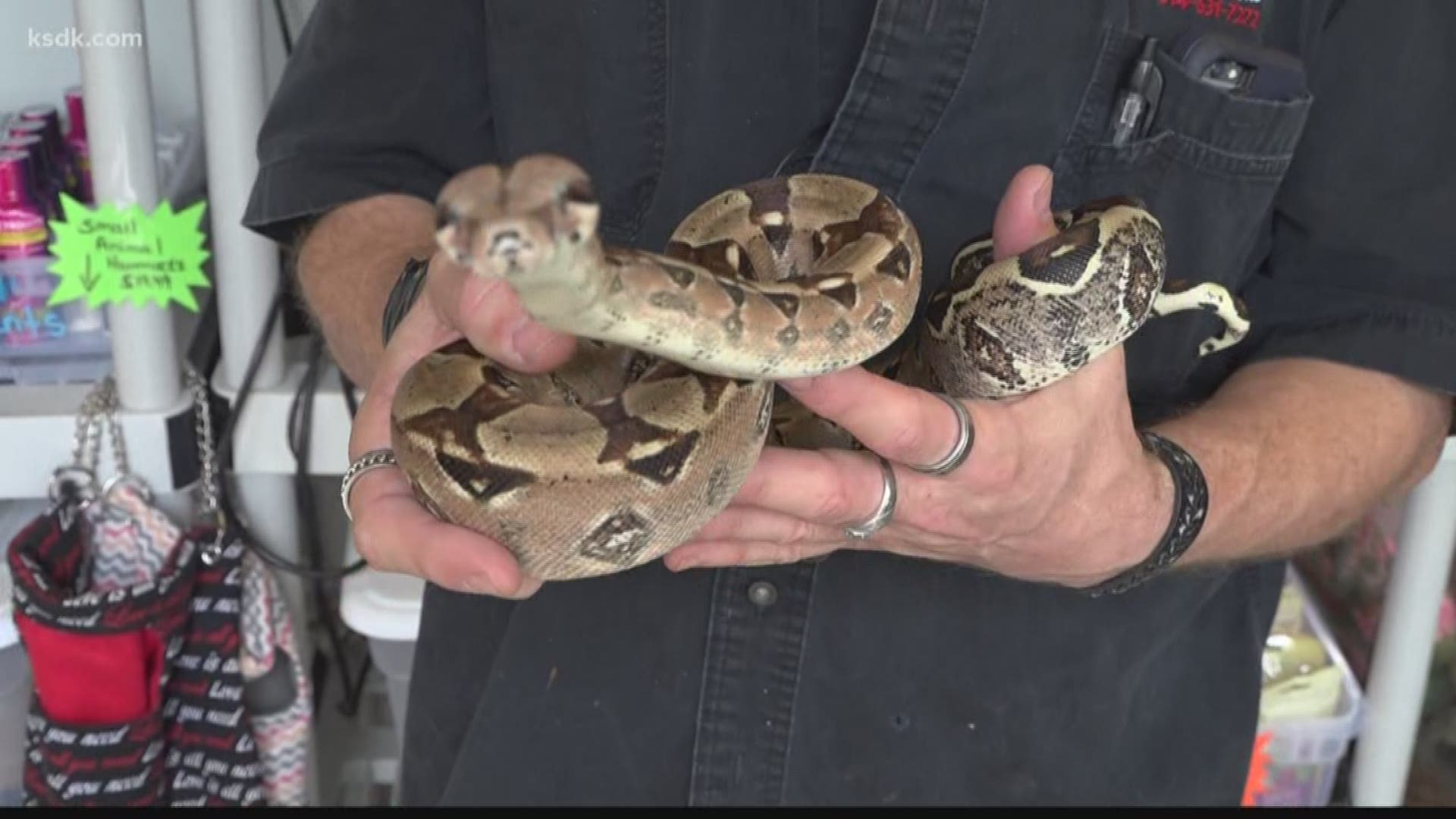 Owner of Lemay reptile shop believes stolen boa may have bitten thief | www.speedy25.com