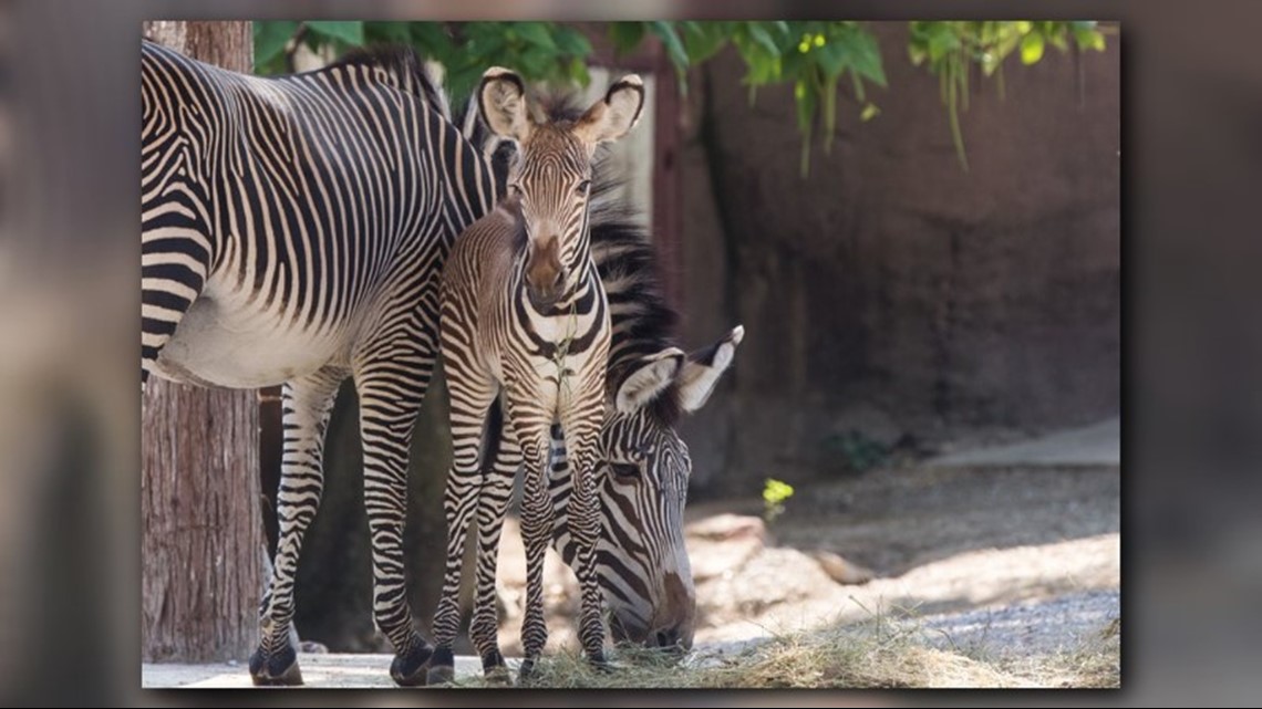 St. Louis Zoo introduces new baby zebra | www.bagssaleusa.com