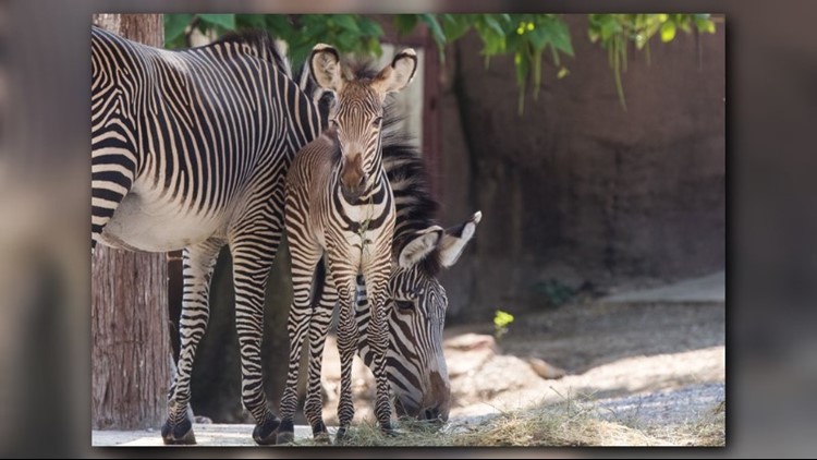 St. Louis Zoo introduces new baby zebra | 0
