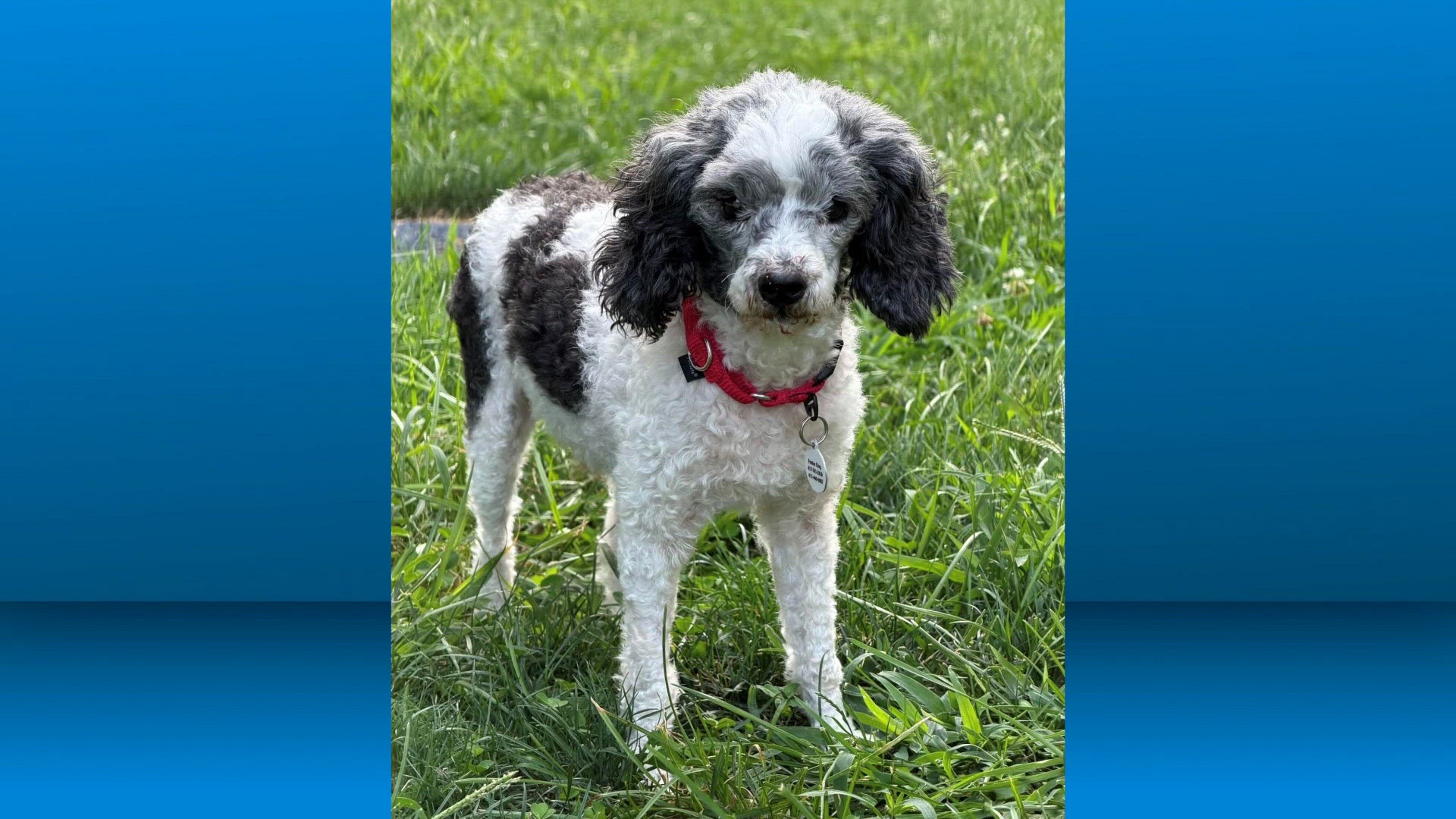 Pet for adoption: Sept. 18, 2026