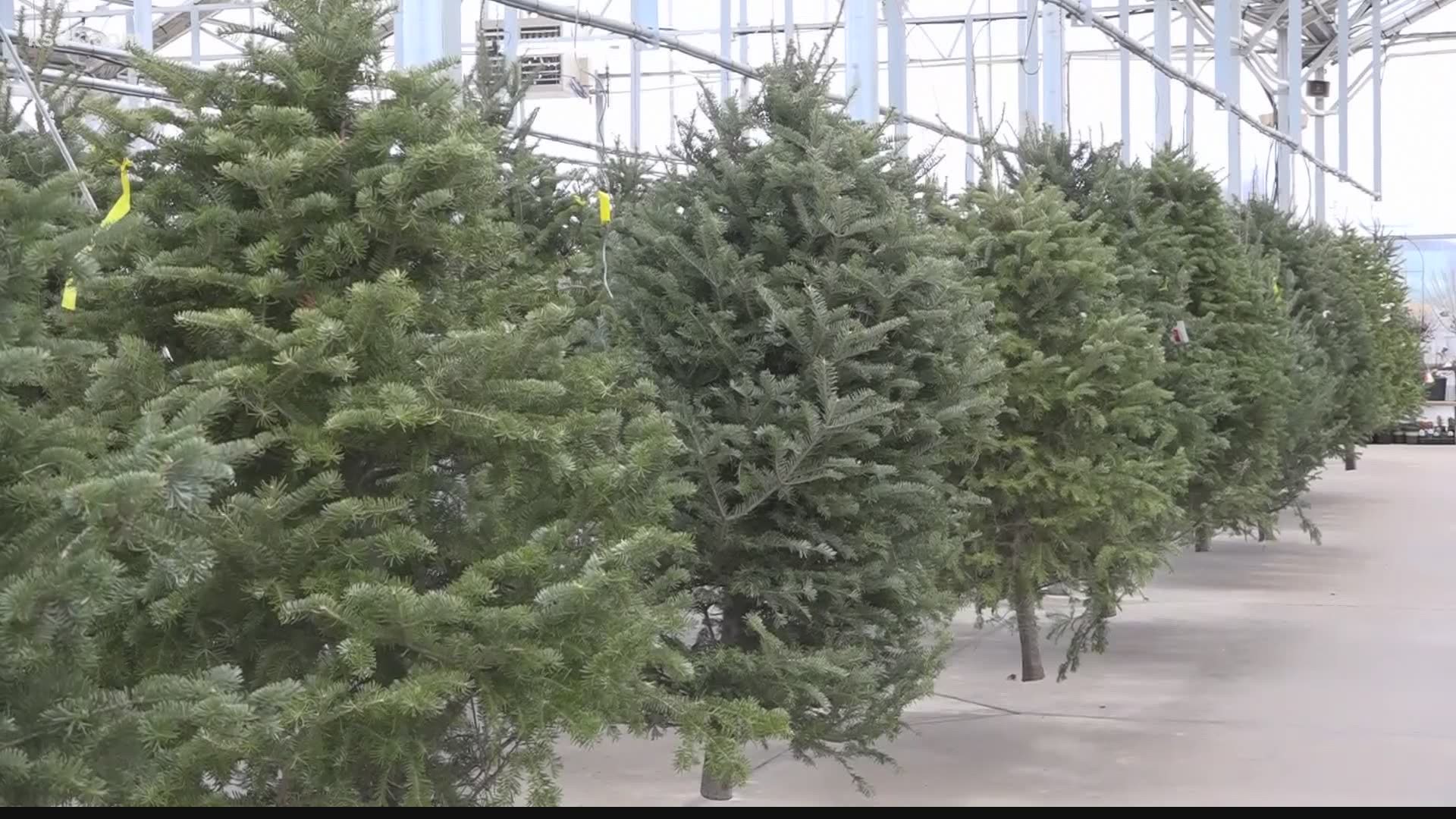 Have some fun spinning your tree when  you pick it out at Joe’s Market Basket.