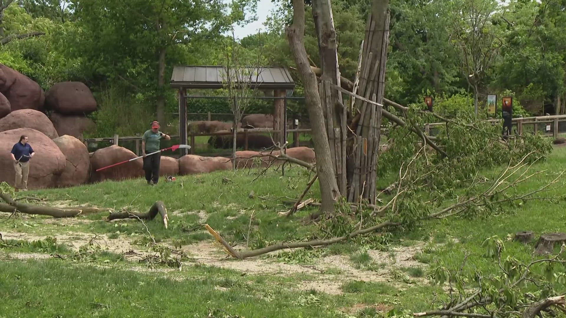 The Saint Louis Zoo was hit hard by Friday's storm. It's finally reopening Monday, but not all attractions will be up and running for guests.