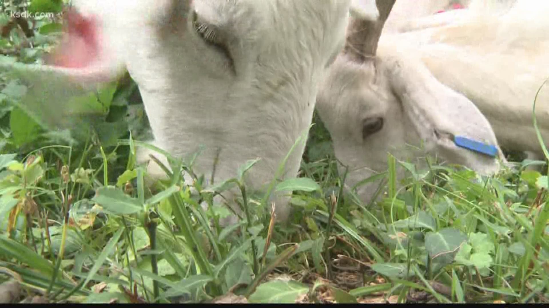 Goats on the Go has goats that will eat your problem vegetation.