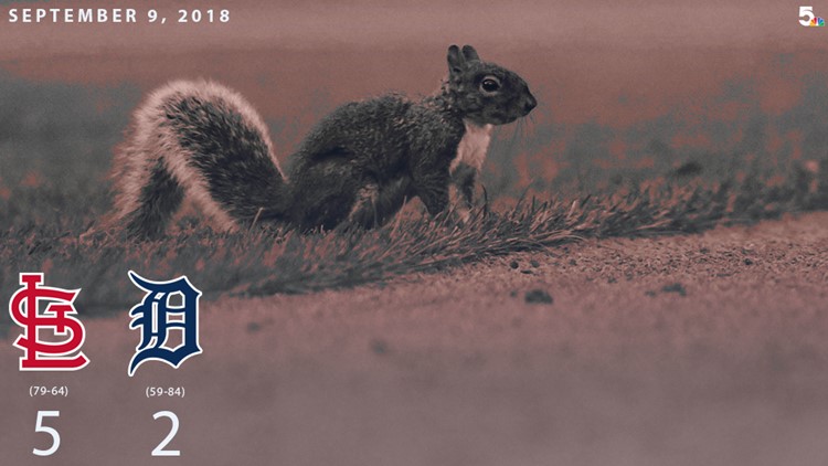 Photo: 'Rally Squirrel' makes Cardinals' World Series rings