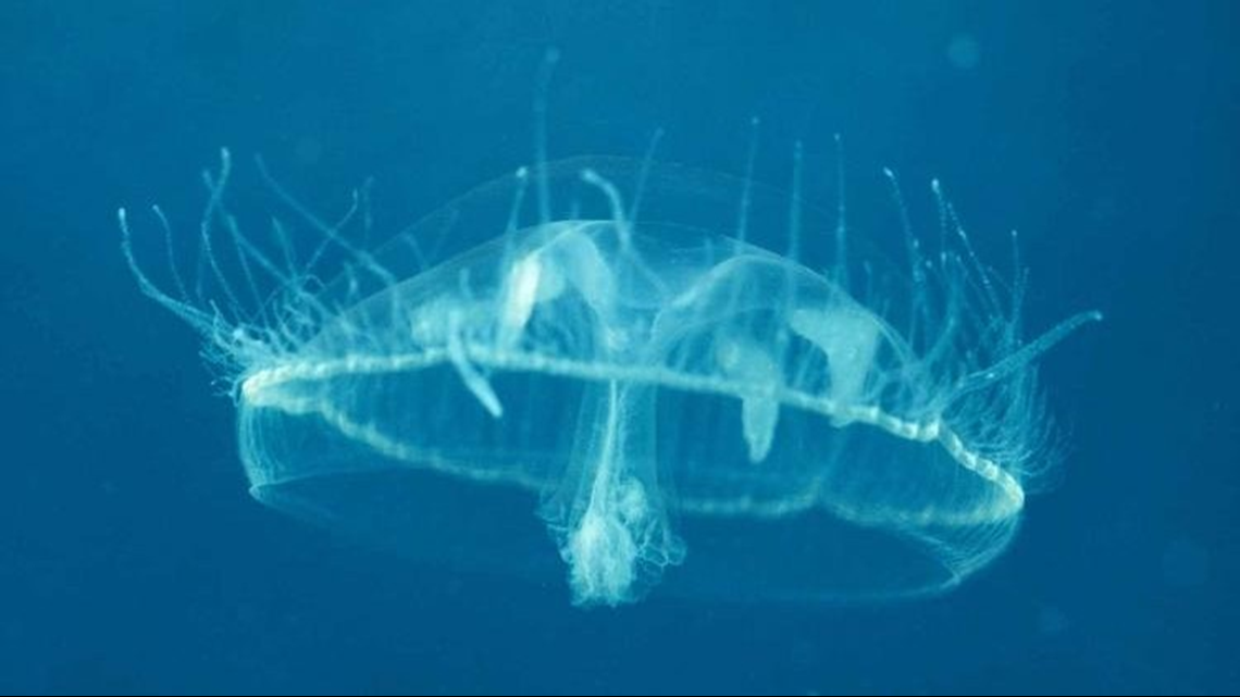 Jellyfish in Missouri? Now is the best time to see them | ksdk.com