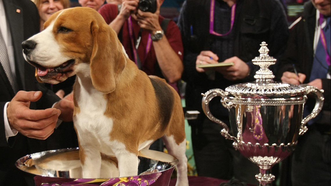 Popular beagle Uno, a Westminster champion, dies at 13