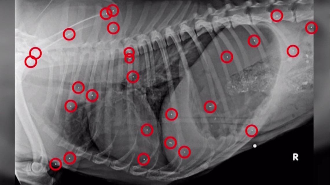 Abused Dog with 25 Pellets in His Body and Shoelace Tied Tightly